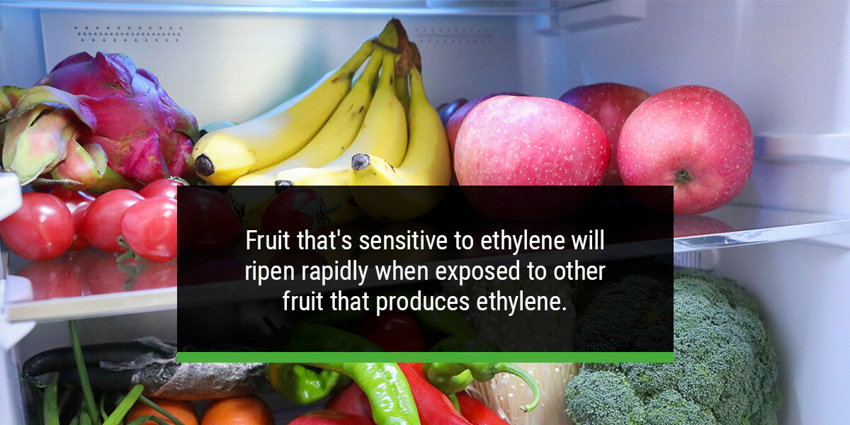 How Does Ethylene Affect Fruit Ripening QA Supplies