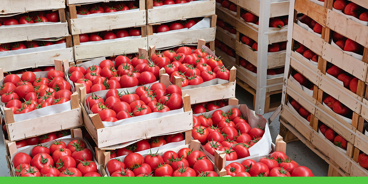 The Essential Guide to Professional Air Quality Analyzers for Food Storage